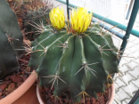 Kaktus Ferocactus rafaelevensis Balení obsahuje 20 semen