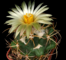 Kaktus Coryphantha sulcolanata v. centrispina Balení obsahuje 20 semen
