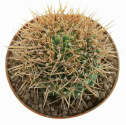 Kaktus Gymnocalycium gibbosum v. ferox Balení obsahuje 20 semen