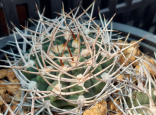 Kaktus Gymnocalycium puchionacanthum (LF 27) Balení obsahuje 20 semen