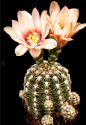 Kaktus Gymnocalycium calorlorum v. ...