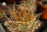 Kaktus Gymnocalycium armatum (Rio Toraia Puno Parokia JO 600 Bol.) Balení obsahuje 20 semen