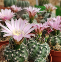 Kaktus Gymnocalycium lafaldense Balení obsahuje 20 semen