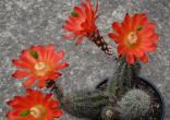 Kaktus Echinocereus polyacanthus (oranž květ) Balení obsahuje 20 semen