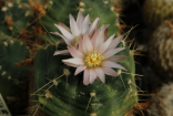 Kaktus Echinocereus knippelianus v. kruegeri RS 714 Balení obsahuje 20 semen