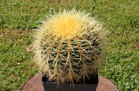 Kaktus Mammillaria grusonii Balení obsahuje 20 semen