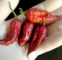 Sazenice chilli Hallows Eve - original Balení obsahuje 1 sazenici