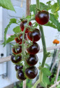 Sazenice Rajče Chocolate Cherry Balení obsahuje 1 sazenici
