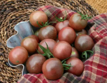 Sazenice Rajče Chocolate Cherry Balení obsahuje 1 sazenici
