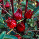 Sazenice Hibiscus sabdariffa - Ibišek súdánský Balení obsahuje 1 sazenici cca 15 cm