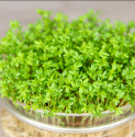 Řeřicha setá Garden Cress Balení obsahuje 2000 semen