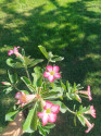 Adenium Obesum vel. cca 30 cm - kvetoucí sazenice Foto aktuální k datu 14.8.2025