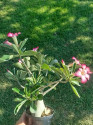 Adenium Obesum vel. cca 30 cm - kvetoucí sazenice Foto aktuální k datu 14.8.2025