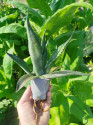 Sazenice Agave salmiana subs. salmiana růžice 25-30 cm Balení obsahuje 1 sazenici