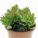 Sazenice Tlustice (Crassula) Balení obsahuje sazenice 1 ks velikost rostliny cca 15 cm