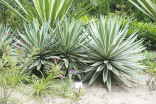 Sazenice Agave angustifolia 5 cm Balení obsahuje 1 sazenici