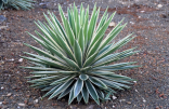 Sazenice Agave angustifolia 'Variegata' cm Balení obsahuje 1 sazenici