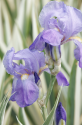 Oddenek  Iris pallida 'Variegata' – kosatec panašovaný Balení obsahuje 1 oddenek