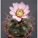 Kaktus Gymnocalycium mostii var. stenogonum Borzsing 919 a 