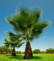 Sazenice palma Washingtonia filifera cca 10 cm 1-2 první listy  ♣ Balení obsahuje 10 sazenic
