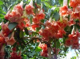 Sazenice Brugmansia Phänomenal - Andělská trumpeta Balení obsahuje 1 sazenici
