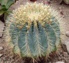 Kaktus Ferocactus glaucescens Balení obsahuje 20 semen