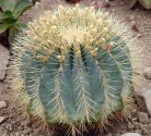 Kaktus Ferocactus glaucescens  SB 1700 Balení obsahuje 20 semen