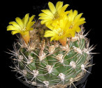 Kaktus Weingartia riograndensis FR 813 Balení obsahuje 20 semen