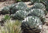 ♣ 80 x semena Agave Parryi var. Par...