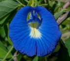 ♣ 50 x semeno Clitoria Ternatea - z...