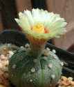 ♣ 100 semen Kaktus Astrophytum asterias Tamaulipas  Zvýhodněná nabídka