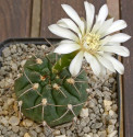 ♣ 100 semen Kaktus Gymnocalycium moserianum  Zvýhodněná nabídka