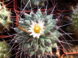 ♣ 100 semen Kaktus Thelocactus lophothele  Zvýhodněná nabídka