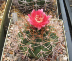 Kaktus Gymnocalycium tillianum imp. Fischer Balení obsahuje 20 semen