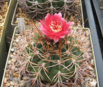 Kaktus Gymnocalycium tillianum imp....