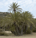 Sazenice palma Phoenix theophrasti 