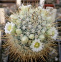 ♣ 100 semen Kaktus Mammillaria cowperae Fresnillo, Zacatecas  Zvýhodněná nabídka