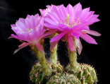 Kaktus Echinopsis směs druhů Balení obsahuje 20 semen