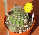 Kaktus Lobivia aurea Balení obsahuje 10 semen