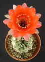 ♣ 100 semen Kaktus Echinopsis calorubra var. mizquensis R 463 Zvýhodněná nabídka