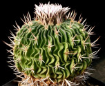 Kaktus Echinofossulocactus pentacanthus PP 403 Balení obsahuje 20 semen