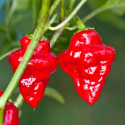 ♣ 100 x semena Chilli Habanero Tasmanian red Zvýhodněná nabídka