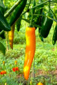 ♣ 100 x semena Chilli Cayenne orange - Kajenský oranžový Zvýhodněná nabídka