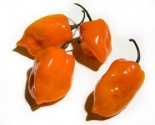 ♣ 100 x semena Chilli Habanero Orange Zvýhodněná nabídka