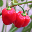 ♣ 100 x semena Chilli Habanero Red Caribbean Zvýhodněná nabídka