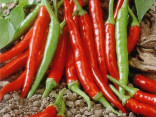 ♣ 100 x semena Chilli Damián Zvýhodněná nabídka