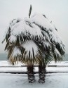♣ 1000 x semeno Palma Trachycarpus Fortunei Zvýhodněná nabídka