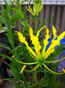 ♣ 30 x semena Gloriosa superba Lutea