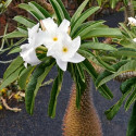 ♣ 80 x semena Pachypodium Lamerei - Madagaskarská palma Zvýhodněná nabídka