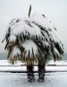 Sazenice palma Trachycarpus fortunei 4-5 první listy 3-0679-00821 